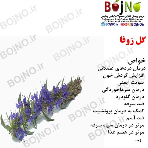 گل زوفا 50گرمی