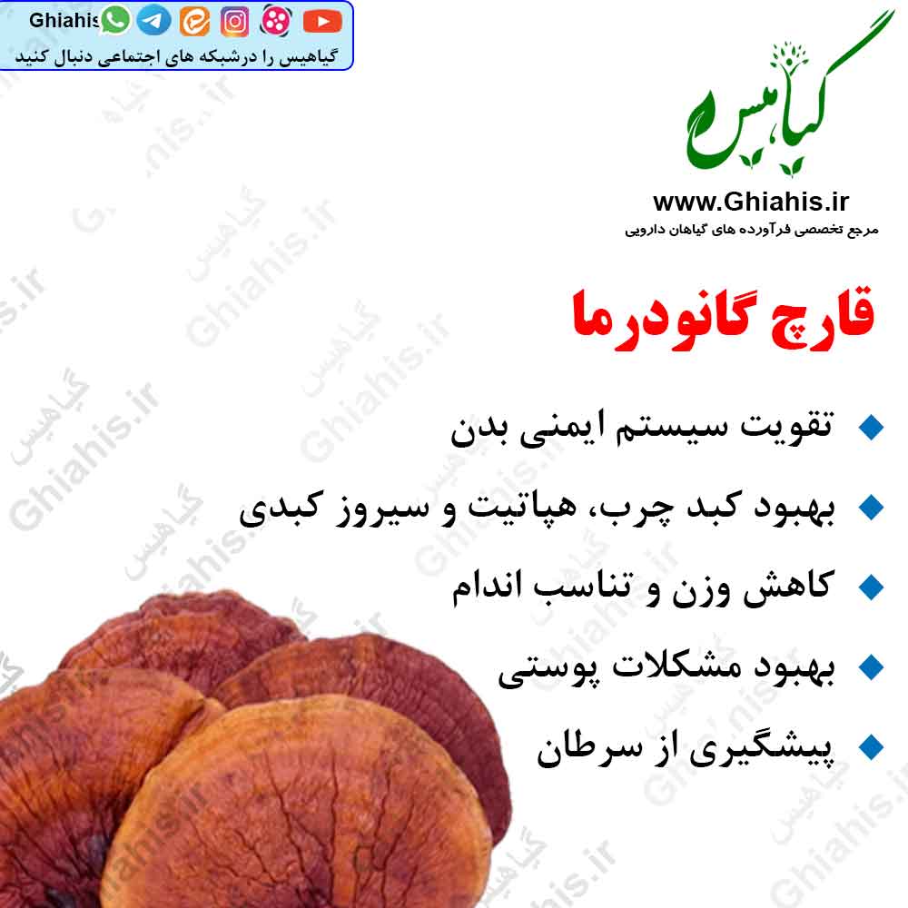 قارچ گانودرما قارچ گانودرما
