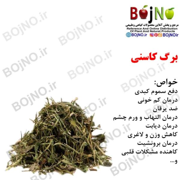 برگ کاسنی