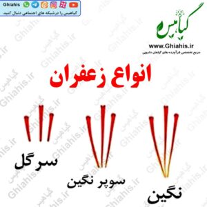 انواع زعفران